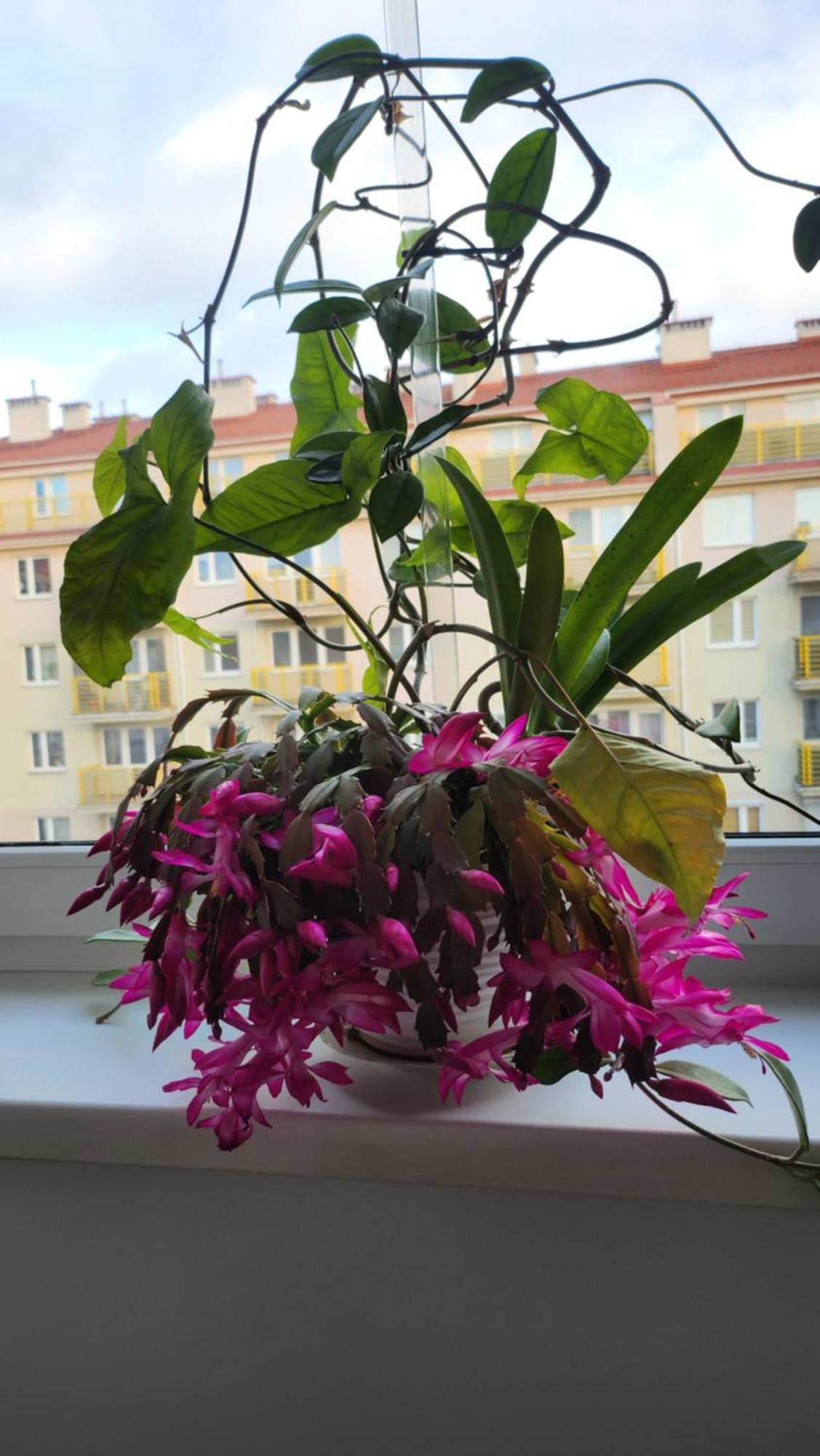 Ferienwohnung Wspomnienie Mlodosci Krakau Exterior foto